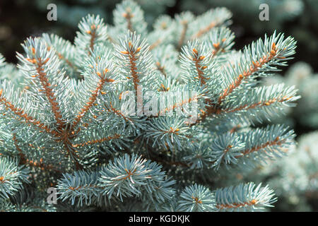 Branch of Colorado blue spruce or Picea pungens with needle-like leaves. Close-up stock photo. Stock Photo