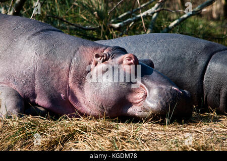 Families of Hippopotamus (Hippopotamus amphibious) rest on the bank in the St. Lucia estuary in South Africa. Stock Photo