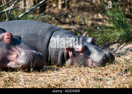 Families of Hippopotamus (Hippopotamus amphibious) rest on the bank in the St. Lucia estuary in South Africa. Stock Photo