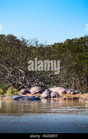 Families of Hippopotamus (Hippopotamus amphibious) rest in the St. Lucia estuary in South Africa. Stock Photo
