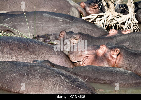 Families of Hippopotamus (Hippopotamus amphibious) rest in the St. Lucia estuary in South Africa. Stock Photo