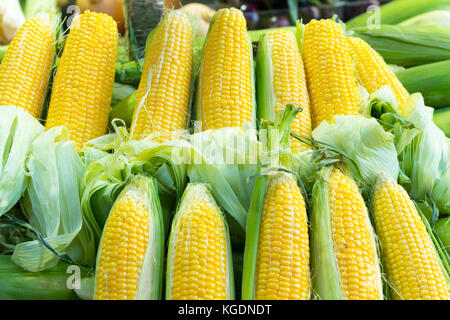 Israel The Holy Land Tel Aviv Carmel Market stall shop store green yellow succulent pile corn on the cob vegetable display green husks Stock Photo