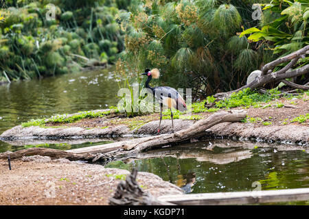 west african black crowned crane Stock Photo