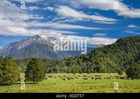 Cows grazing at a pasture in New Zealand Stock Photo