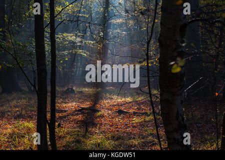 Deep in Epping Forest near London Shafts of Bright Sunlight Pierce the Tree Canopy Illuminating the Forest Floor on a Bright and Sunny Autumn Morning Stock Photo