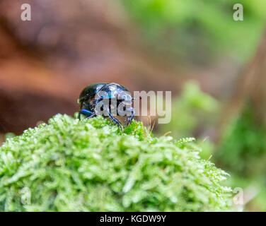 low angle shot of a iridescent blue dung beetle on mossy ground Stock Photo