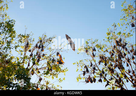 A colony of little red flying foxes has taken up residence in Nitmiluk National Park at the mouth of Katherine Gorge in the Northern Territory Stock Photo