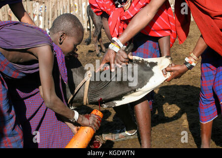 Africa, Tanzania, Lake Eyasi, Maasai men bleeding a cow to produce the Blood Milk they drink. an ethnic group of semi-nomadic people Stock Photo