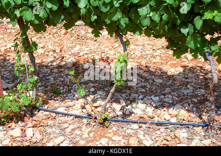 Israel, Judea Hills, Tzora winery and vineyards. A plot of Gewurtzstraminer grapes planted in terra cotta near Shoresh June, 6 weeks before harvest. T Stock Photo