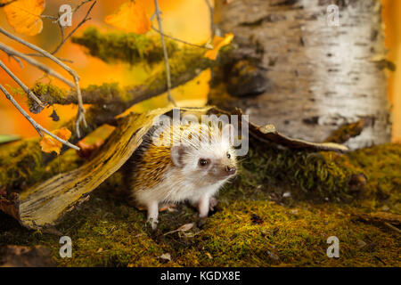 Small african pygmy hedgehog Stock Photo