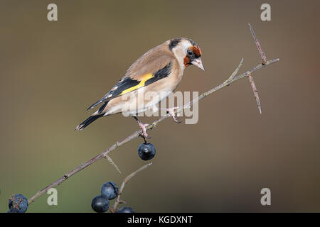 A goldfinch perched on a blackthorn branch in a hedgerow with sloe berries Stock Photo