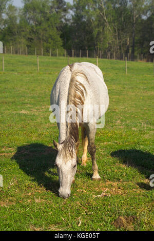 FRONT VIEW OF PREGNANT MARE IN PASTURE GRAZING, AT THE UNIVERSITY OF GEORGIA'S HORSE PROGRAM, ATHENS, GA Stock Photo