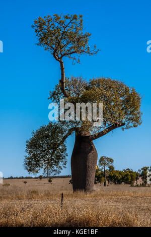 Adansonia gregorii, commonly known as the boab, a tree in the family Malvaceae. Stock Photo