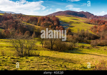 mountainous rural area in late autumn. trees with reddish foliage on green grassy hills. lovely weather on sunny day Stock Photo