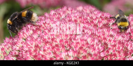 A worker  and a queen Buff-tailed Bumblebee  (Bombus terrestris) on a Sedum spectable flower head. The queen is the larger bee and the size difference Stock Photo