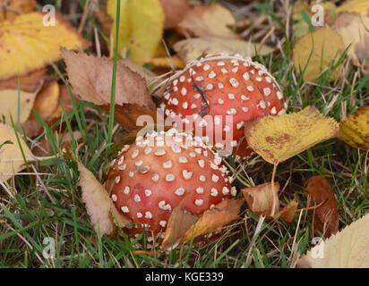 Fly agaric (Amanita muscaria) toadstools among fallen sliver birch (Betula pendula) leaves in autumn. Bedgebury Forest, Kent. UK. Stock Photo