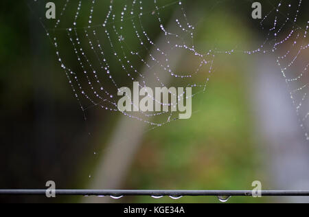 a spiderweb in the country side after a shower of rain Stock Photo