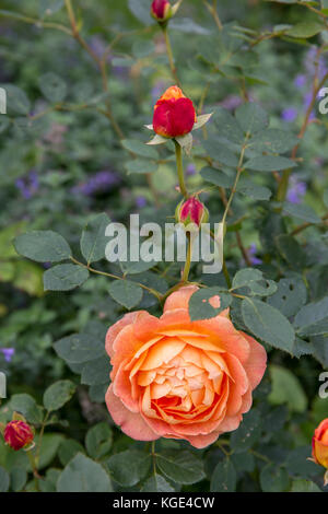 Blooming orange English rose in the garden on a sunny day. David Austin ...