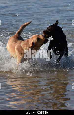 a golden Labrador and a black Labrador playing with each other in the sea and splashing in the water together. Dogs having fun in the sea. Stock Photo