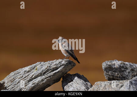 A small bird sparrow sits on the edge of a gray stone on a brown background. Stock Photo