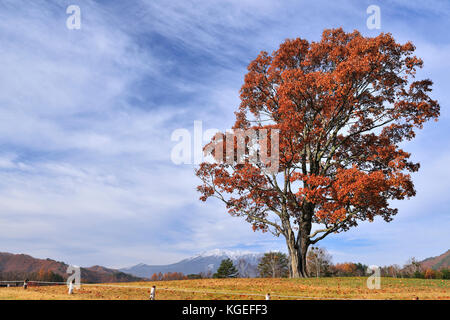 Kisouma hi-res stock photography and images - Alamy