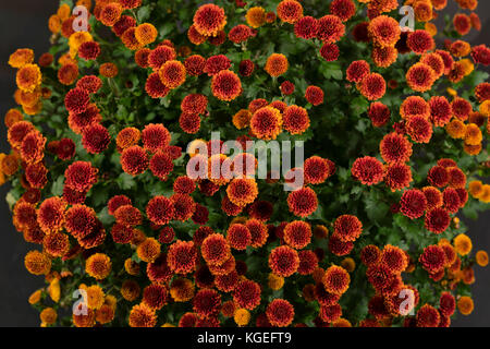 Flowers of chrysanthemums in a pot isolated on black background Stock Photo