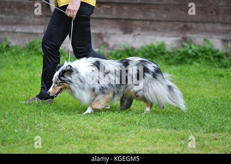 Dog breeds of shelties on a walk in the summer Stock Photo