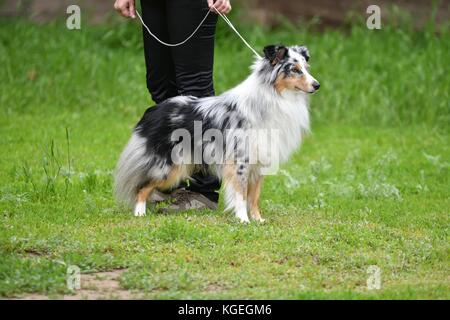 Dog breeds of shelties on a walk in the summer Stock Photo
