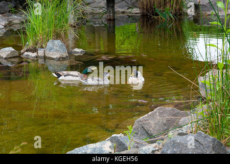 Two Male Mallard Ducks and Female Mallard Duck floating on a pond at summer time. Mallard - a bird from the family of ducks detachment of waterfowl. T Stock Photo