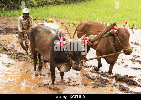 Farmer plowing the paddy field with his bulls before planting rice, Pune, Maharashtra Stock Photo