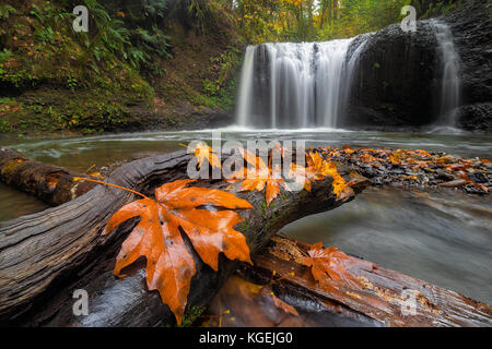 Maple tree leaves on wood log at Hidden Falls in Clackamas Oregon during fall season Stock Photo