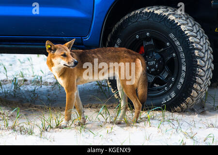 Dingo on 75 mile beach, Fraser Island, Queensland, Australia. Stock Photo