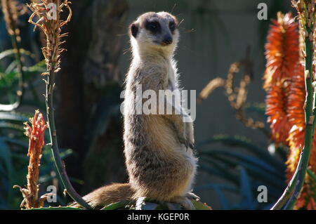 Meerkat Closeup Stock Photo