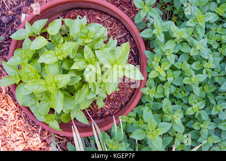 Herbs, Oregano (Origanum vulgare) and Basil (Ocimum basilicum) growing in a backyard vegetable patch in Sydney, Australia Stock Photo