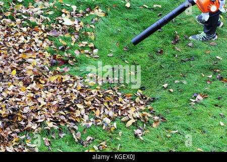 Gardener clearing up the leaves using a leaf blower tool Stock Photo