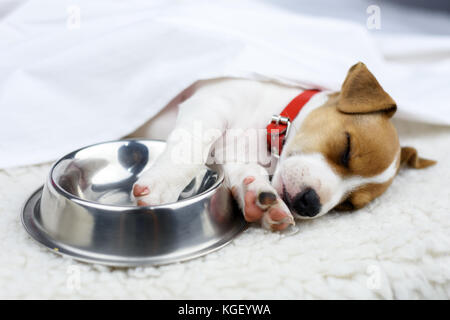 jack russel puppy with steel bowl Stock Photo