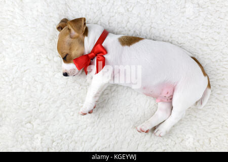 jack russel puppy with red bow Stock Photo