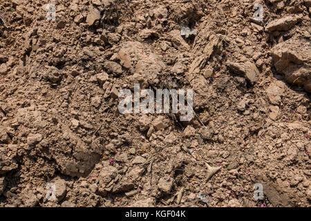 Soil texture.close-up of organic soil for backgrounds.Ground Texture. Top View of a Dark Ground Surface. Close Up Macro View of Dirt and Stones. Soil  Stock Photo