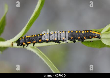 The large dark shark moth, Cucullia, lucifuga Stock Photo