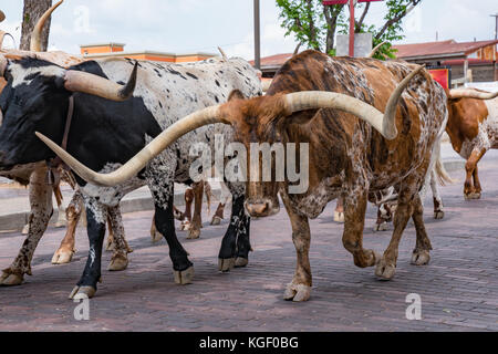 Longhorn Cattle Drive at the stockyards of Fort Worth, Texas Stock Photo