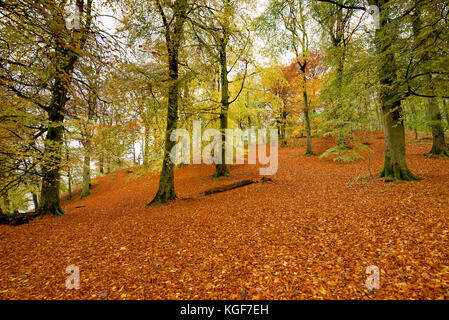 Cumbria, UK. 7th November, 2017. Dull weather and rain brings out the colours in a carpet of leaves in woodland at Talkin Tarn near Brampton, Cumbria, England. Credit: John Eveson/Alamy Live News Stock Photo