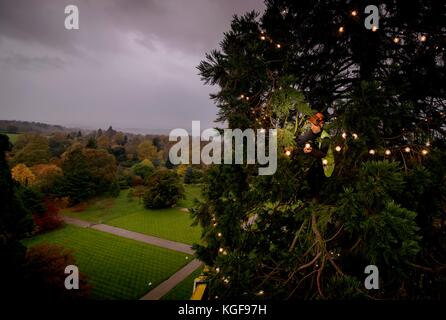 Wakehurst, West Sussex, UK. 7th November, 2017. Wakehurst, Kew's Botanic Garden in West Sussex is decorating its giant Christmas tree for the 25th year running. Arborists and horticultural staff started early in the morning to adorn the tree with 1800 LED lights. It took seven hours to complete the task. The giant redwood, which is the tallest living Christmas tree in England is now 37 meters tall. Credit: Jim Holden/Alamy Live News Stock Photo