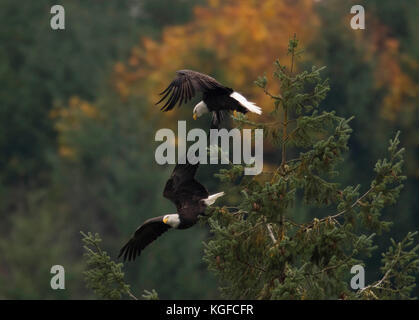 Elkton, OREGON, USA. 7th Nov, 2017. With a spot of fall color in the background, a pair of bald eagles takes flight from an old growth Douglas fir tree growing along the bank of the Umpqua River near Elkton is western Oregon. Credit: Robin Loznak/ZUMA Wire/Alamy Live News Stock Photo