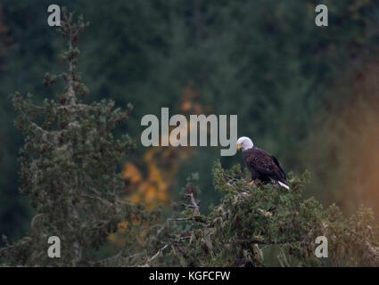 Elkton, OREGON, USA. 7th Nov, 2017. With a spot of fall color in the background, a bald eagle perches on an old growth Douglas fir tree growing along the bank of the Umpqua River near Elkton is western Oregon. Credit: Robin Loznak/ZUMA Wire/Alamy Live News Stock Photo