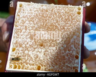 In wooden frame are wax honeycombs with natural honey. Stock Photo
