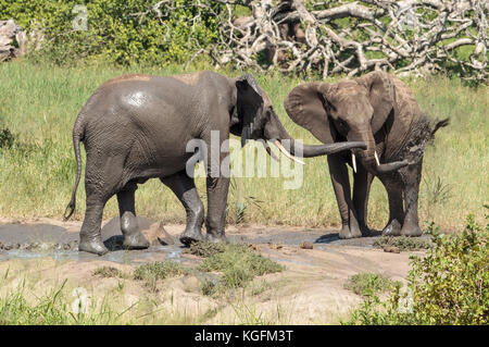 African Elephants wallowing in the mud Stock Photo