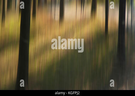 Blurry soft and smooth tree trunks in the forest , landscape dreamlike detail Stock Photo
