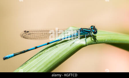 A macro shot of a blue damselfly sitting on a green leaf. Stock Photo