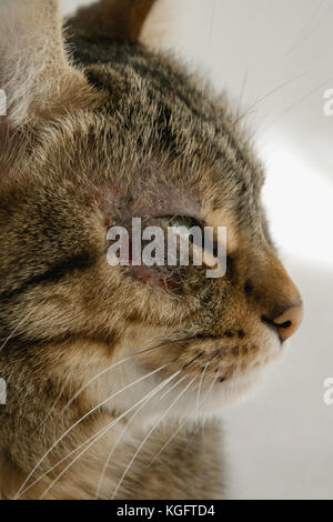 Cat with dermatitis problem near the eye Stock Photo - Alamy