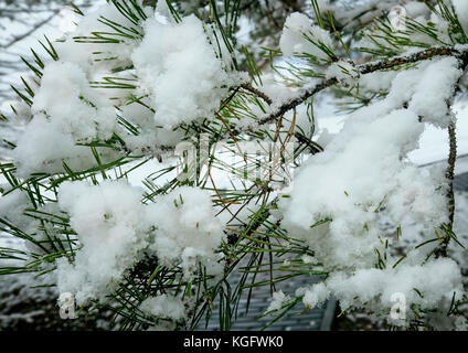 On the branches of the pine trees lies the fluffy white snow. Stock Photo